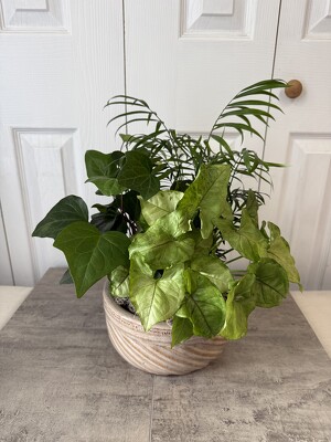 Ceramic Dish Garden 8 Inch from Aladdin's Floral in Idaho Falls